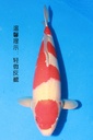 349036 58cm 阪井产 红白 二才 雌性 枫树