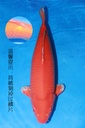 349025 74cm 尾形产 火鲤 三才 雌性