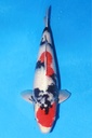 349018 53cm 尾形产 昭和 二才 雌性