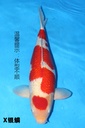 349013 66cm 大日产 银鳞红白 五才 雌性