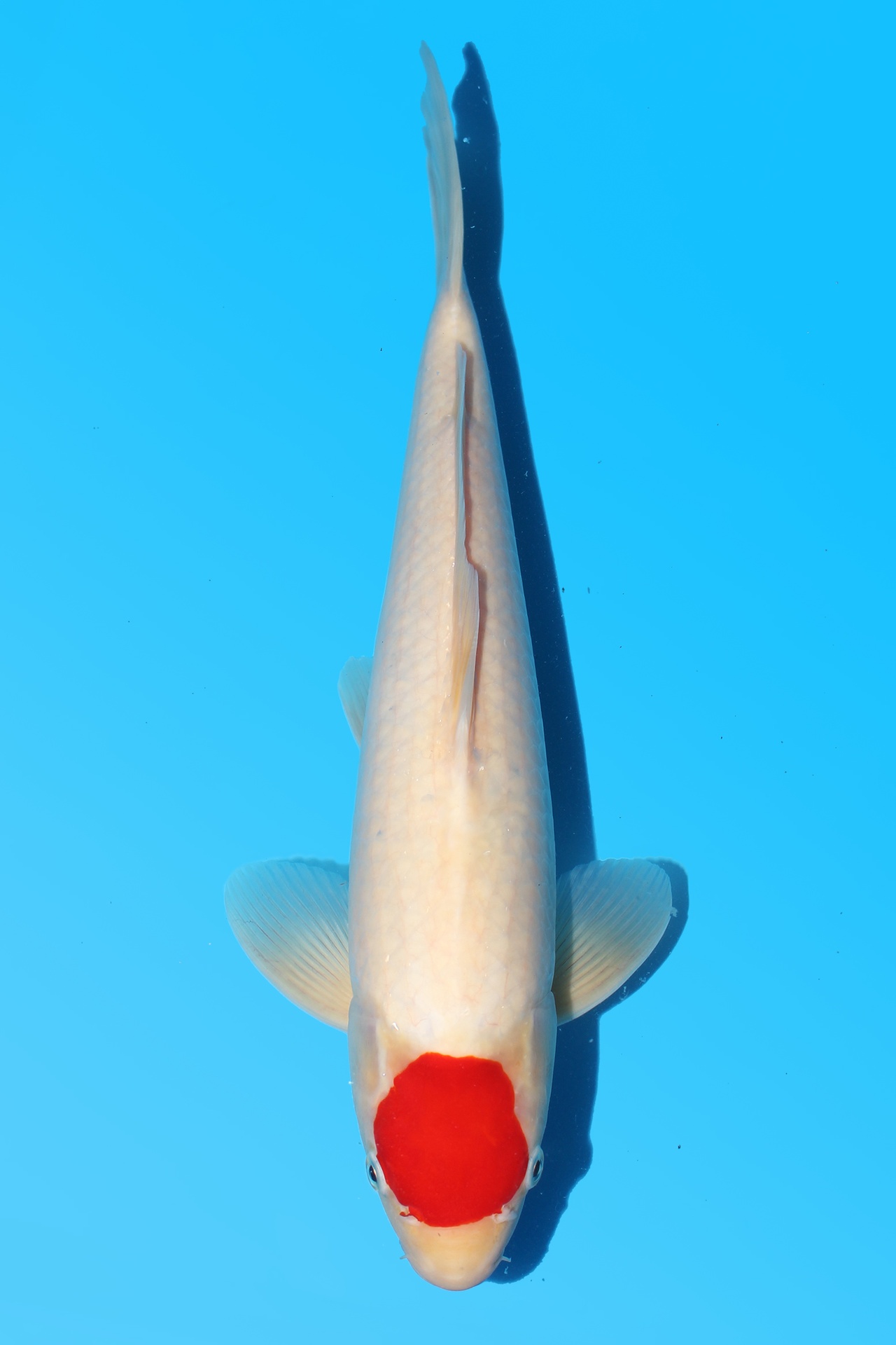 342060