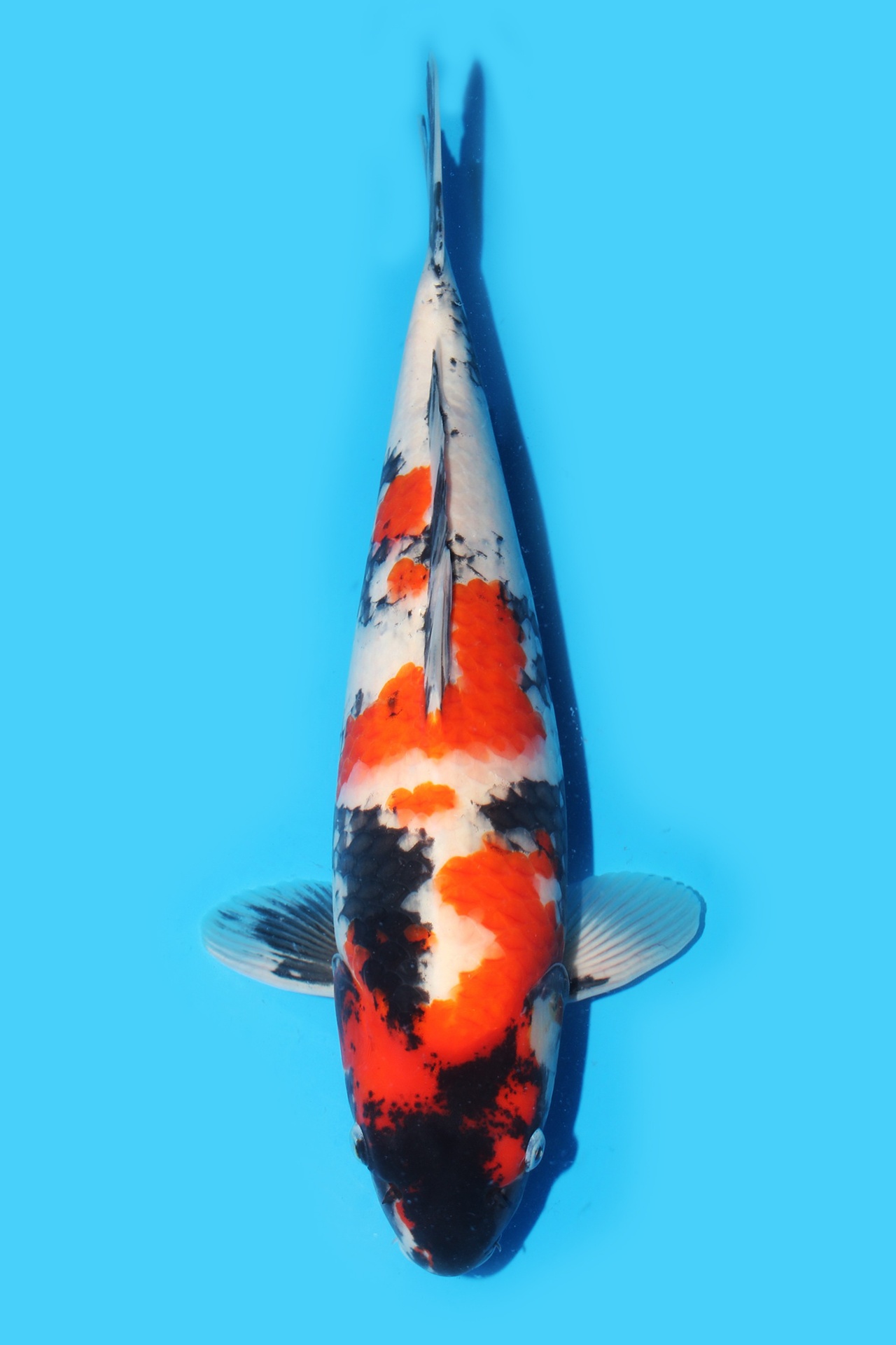 337040