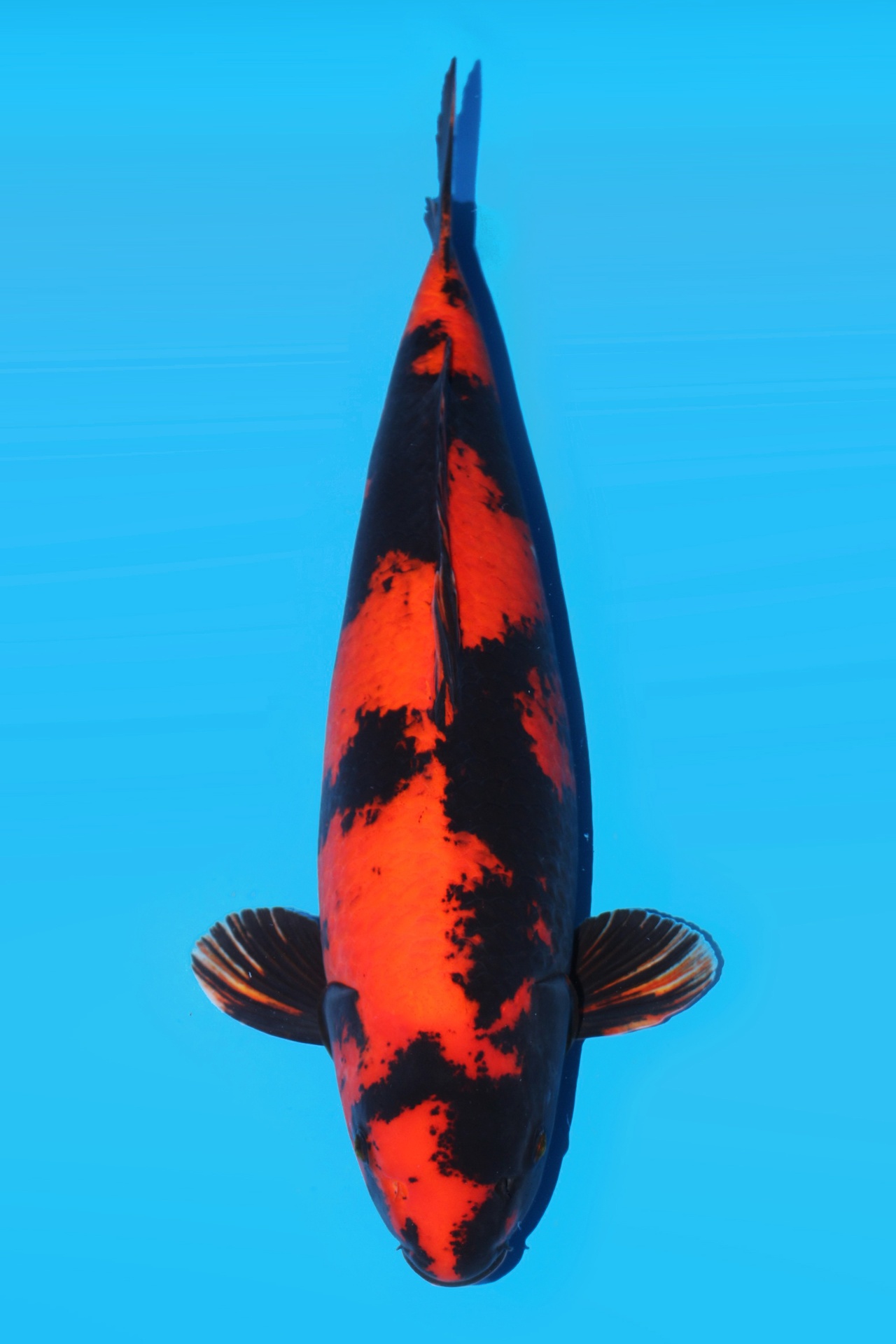 339016