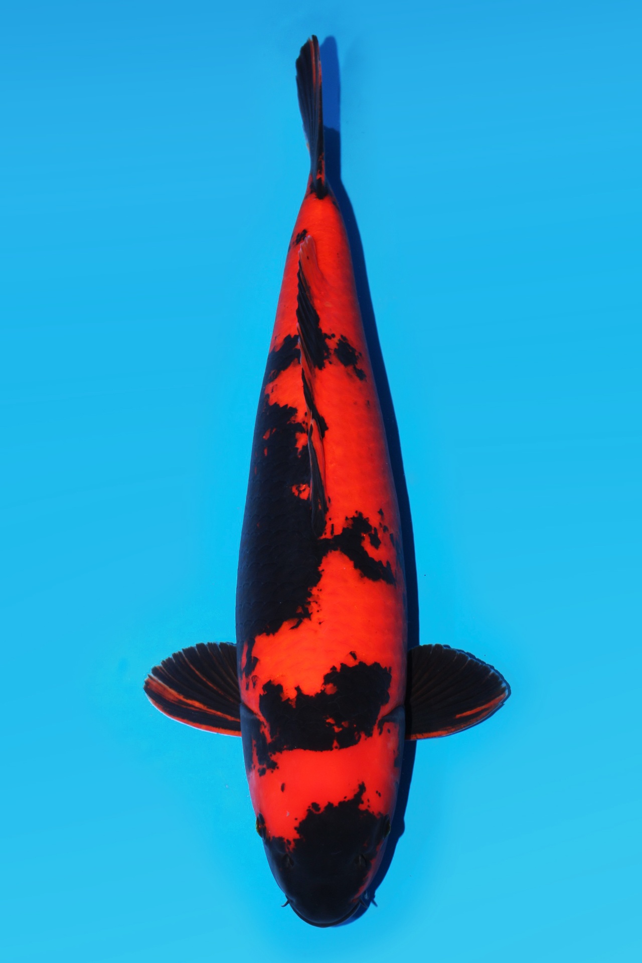 339030
